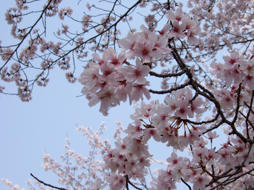 大泉緑地-桜